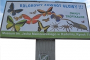 billboard MALCZEWSKI motyle